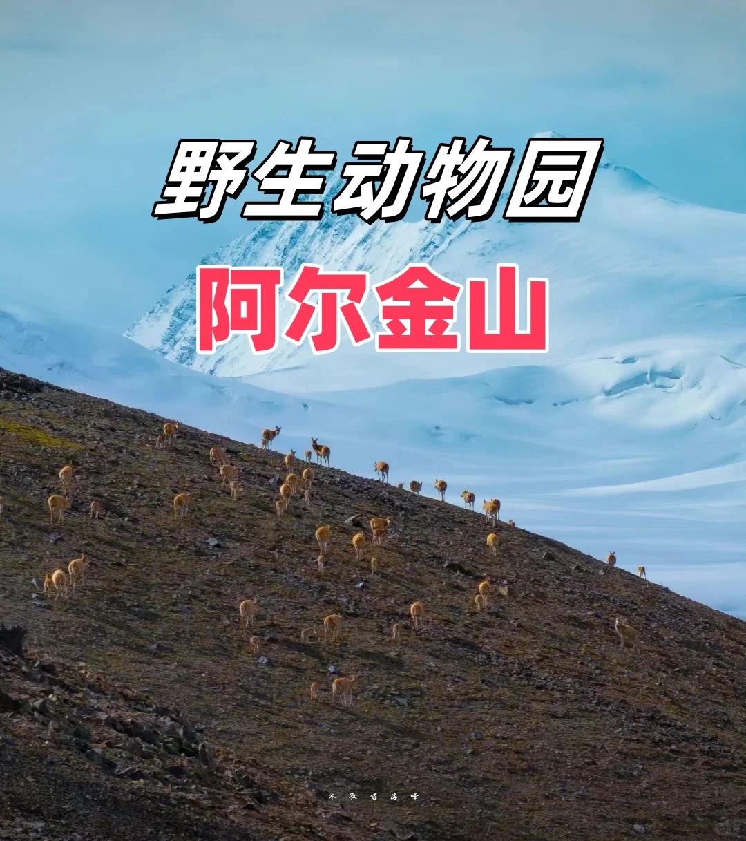 这趟阿尔金山无人区，让我朋友圈被问爆了！_1_鑫晨荒野旅途_来自小红书网页版